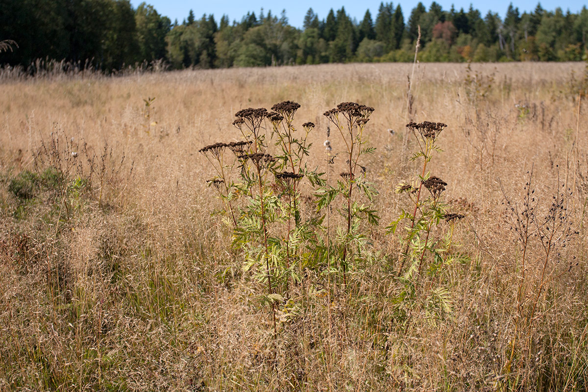 Изображение особи Tanacetum vulgare.