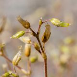 Cerastium holosteoides. Соплодие. Ленинградская обл., Всеволожский р-н, окр. пос. Медовое, засыпанная гранитным щебнем автостоянка. 24.08.2015.