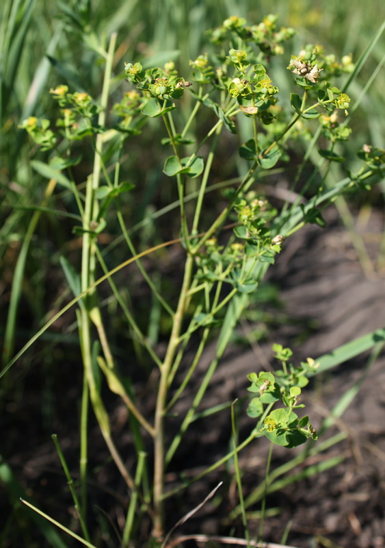 Изображение особи род Euphorbia.