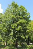 Tilia americana. Расцветающее дерево. Ростовская обл., г. Таганрог, в сквере. 19.05.2015.
