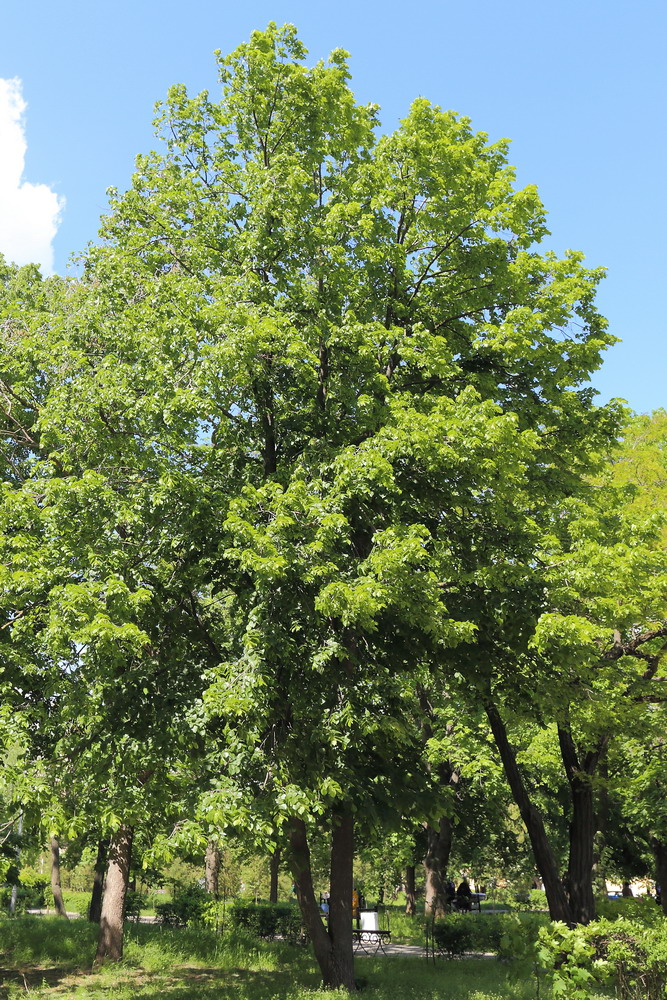 Image of Tilia americana specimen.