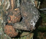 Betula pendula. Нарост на стволе. Московская обл., Раменский р-н, окр. ж.-д. платформы Хрипань, смешанный лес у ЛЭП. 06.10.2015.