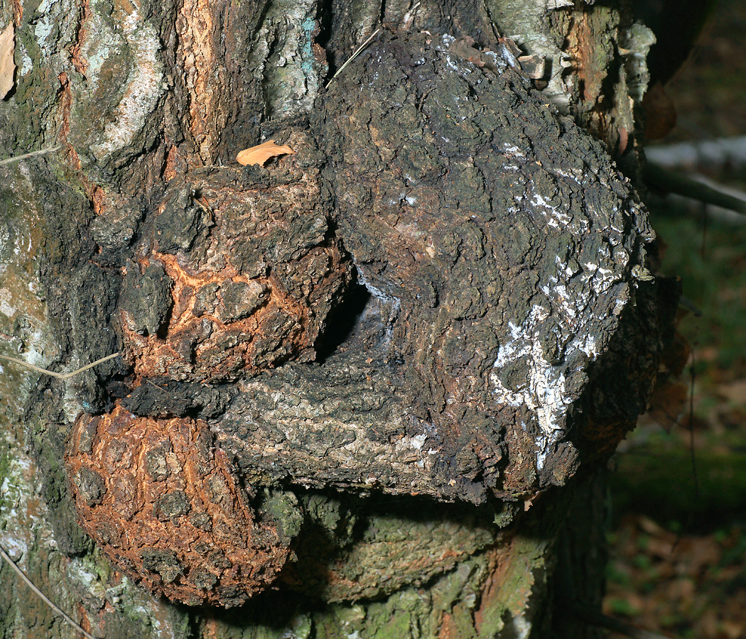 Изображение особи Betula pendula.