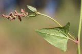 Atriplex micrantha. Средняя часть побега с тычиночным соцветием. Ростовская обл., Неклиновский р-н, Платовское с/п, дол. р. Мокрый Еланчик, на пойменном лугу. 27.08.2015.