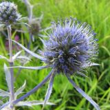 Eryngium planum