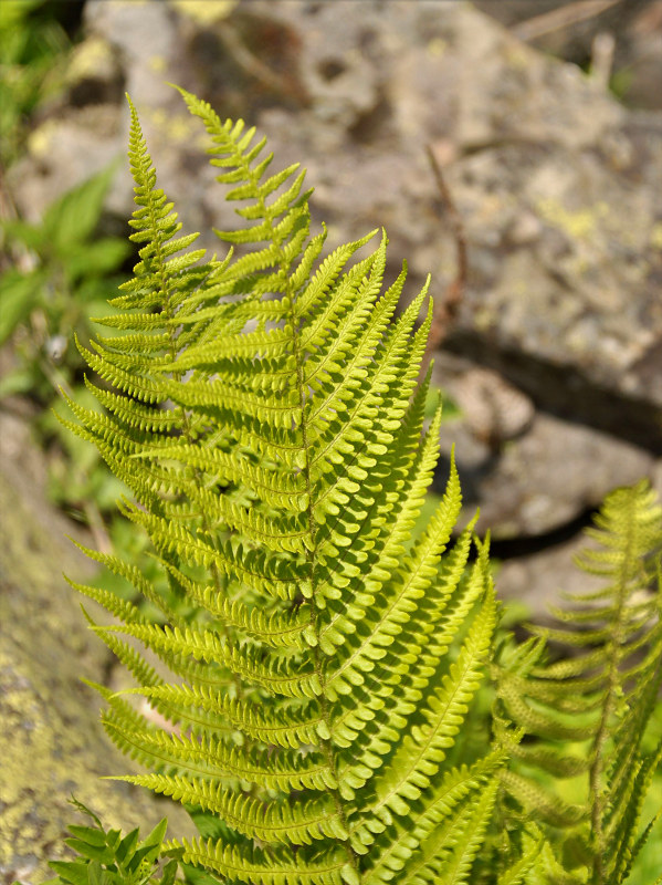 Изображение особи Dryopteris oreades.