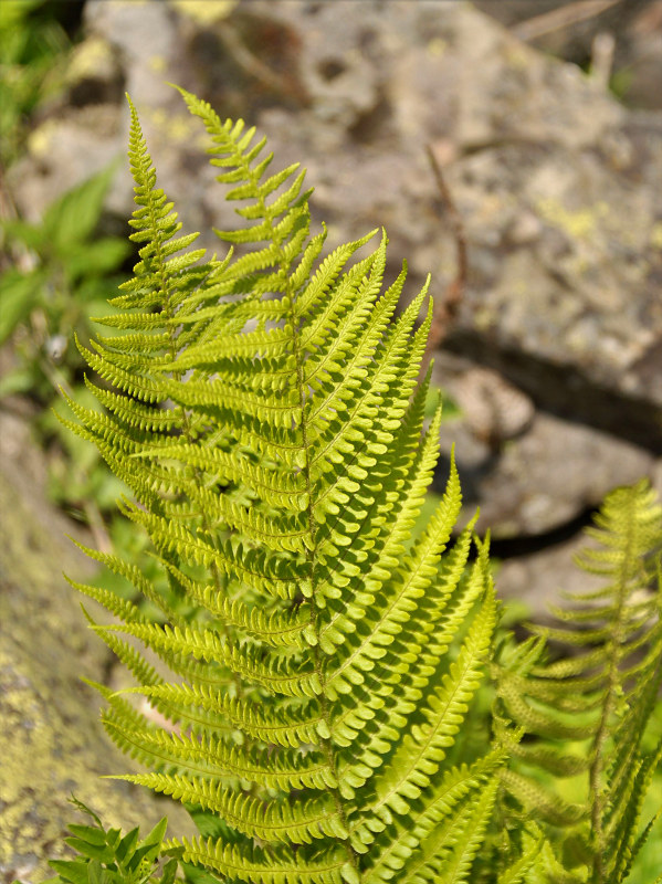 Image of Dryopteris oreades specimen.