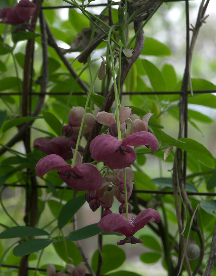 Изображение особи Akebia quinata.