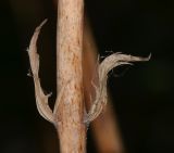 Acanthus mollis