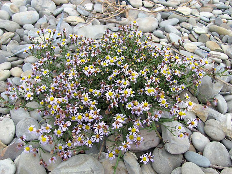 Image of Tripolium pannonicum specimen.