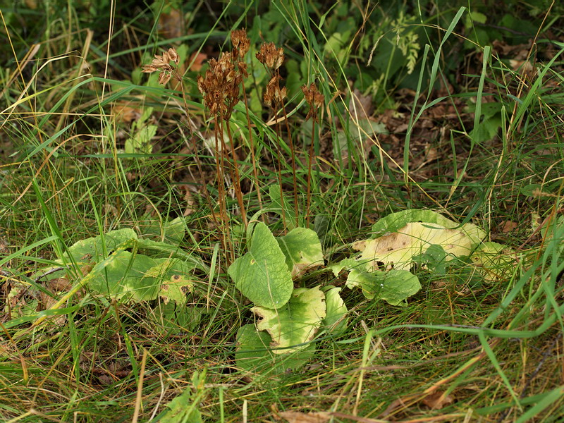 Image of Primula veris specimen.