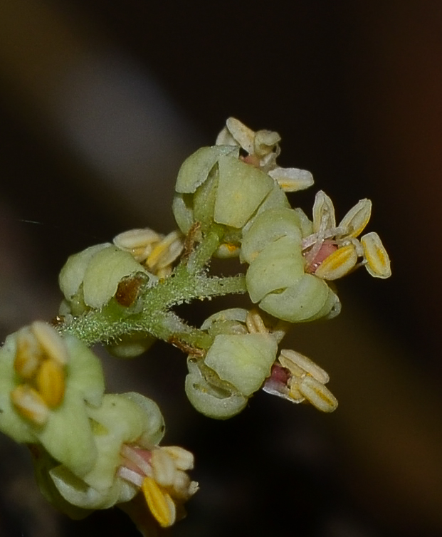 Изображение особи Rhus copallinum.