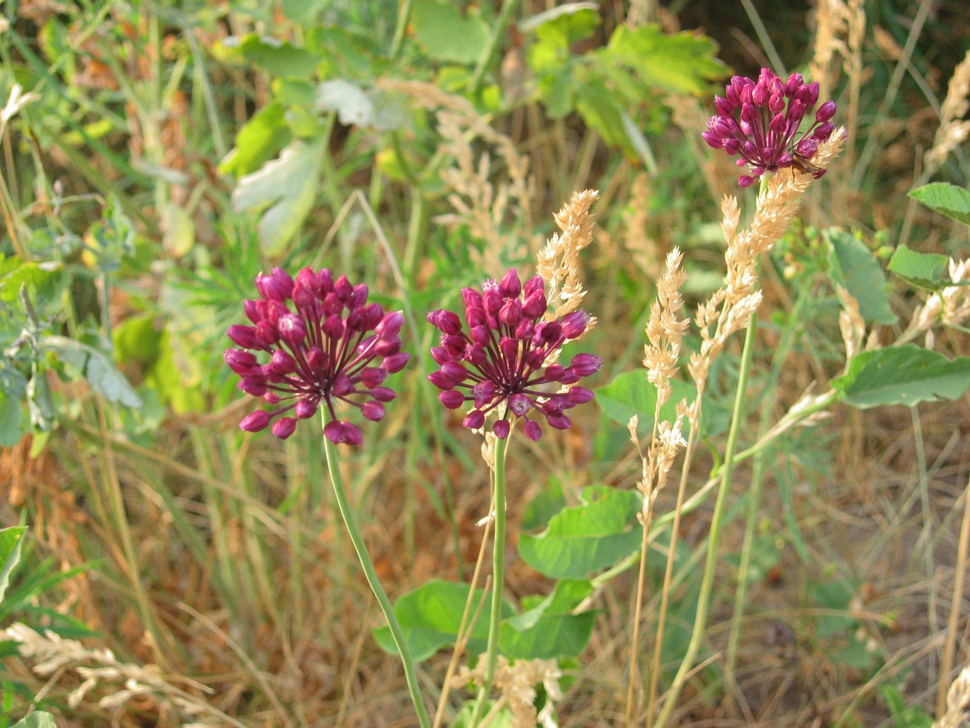 Image of Allium rotundum specimen.