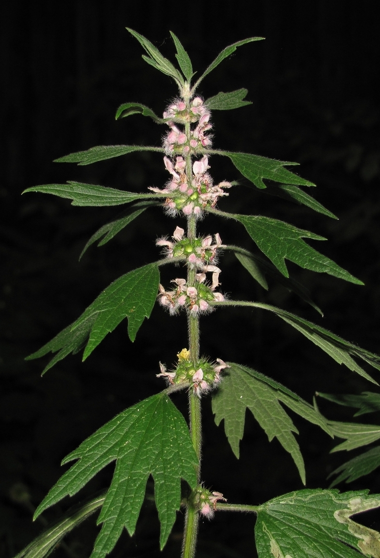Image of Leonurus quinquelobatus specimen.