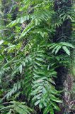 Stenochlaena palustris. Вайи на стволе дерева. Андаманские острова, остров Хейвлок, влажный тропический лес. 01.01.2015.