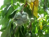 Casimiroa edulis. Ветвь с созревающими плодами. Австралия, г. Брисбен, парк. 31.12.2015.