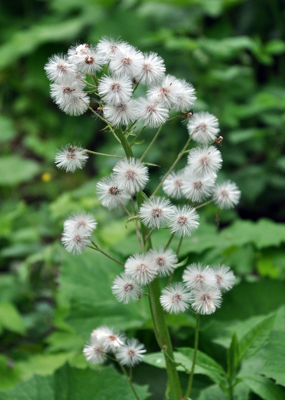 Изображение особи Petasites albus.