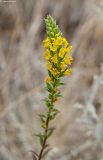 Orthanthella lutea