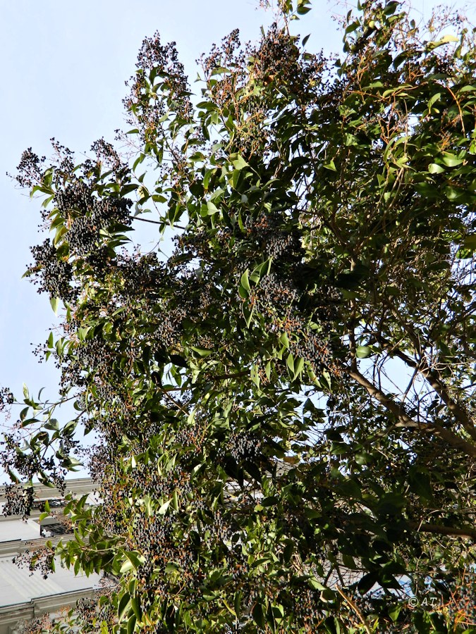 Image of Ligustrum lucidum specimen.