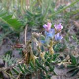 Oxytropis glabra