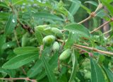 Lonicera edulis. Часть веточки с незрелыми соплодиями. Якутия (Саха), окр. пос. Чульман, берег р. Чульман. 24.06.2012.