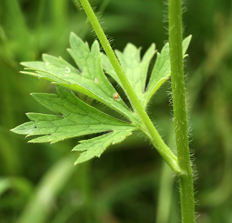 Image of Ranunculus polyanthemos specimen.