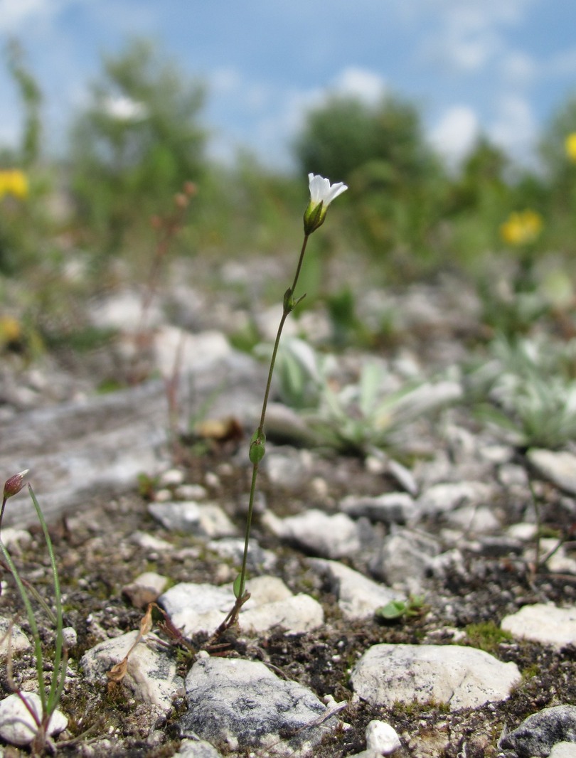 Изображение особи Linum catharticum.