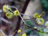 genus Salix
