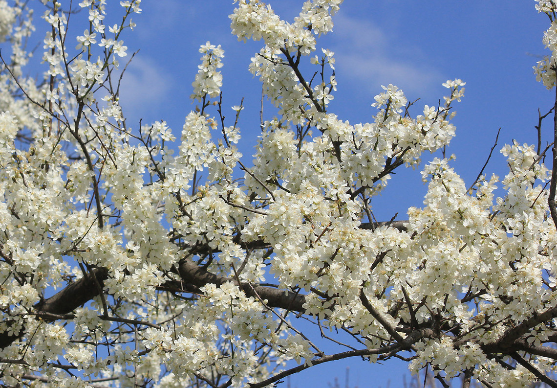 Image of Prunus domestica specimen.