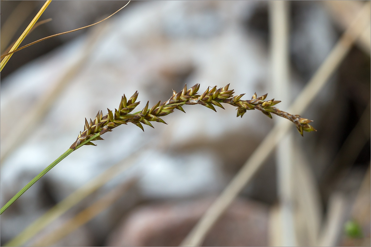 Изображение особи Carex elongata.