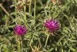 Centaurea laconica