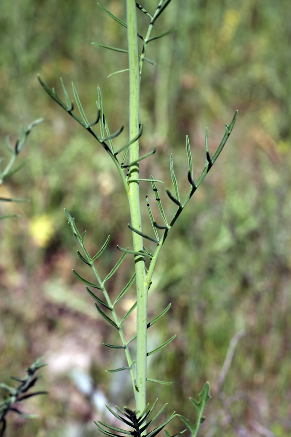 Изображение особи Sisymbrium altissimum.