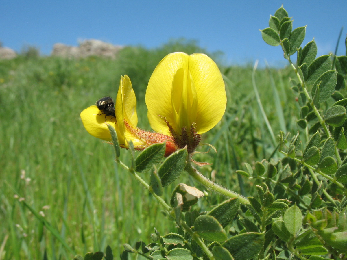 Изображение особи Calophaca tianschanica.