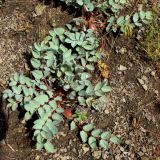 Astragalus cartilagineus