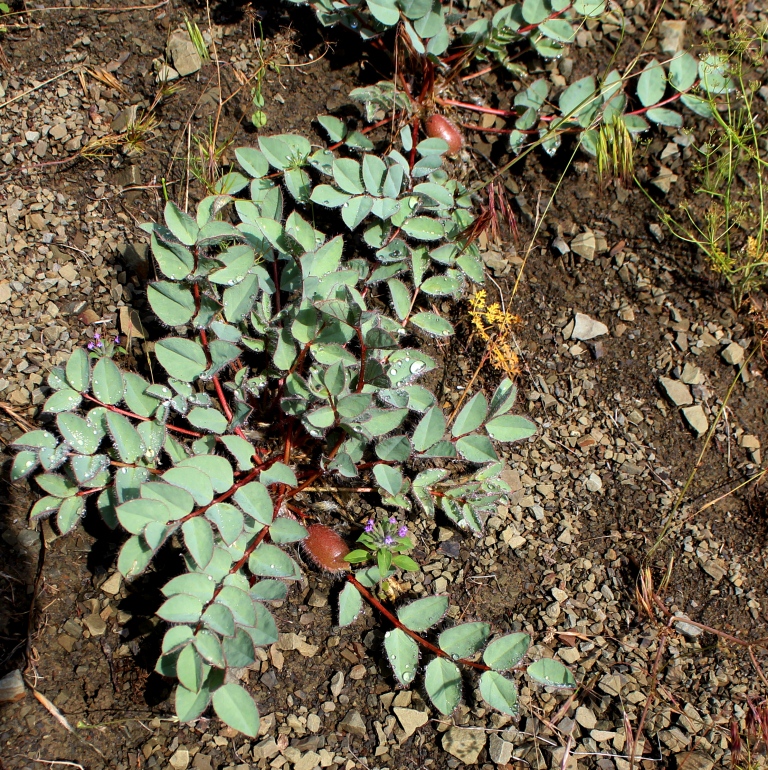 Изображение особи Astragalus cartilagineus.