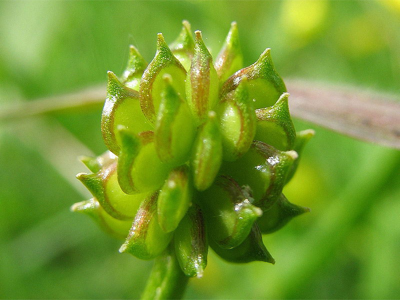 Image of Ranunculus repens specimen.