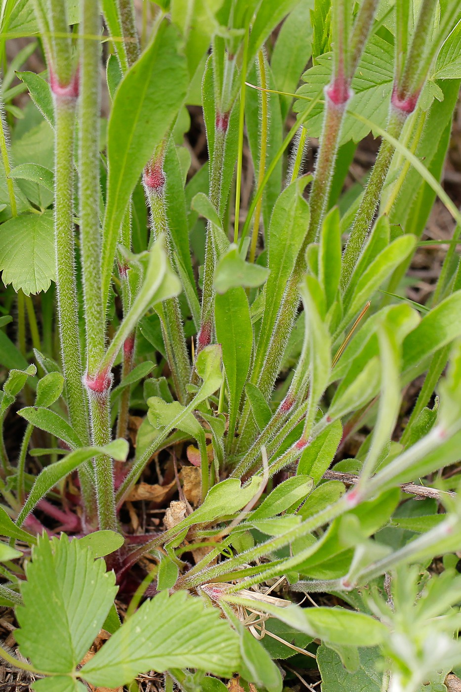 Изображение особи Silene nutans.