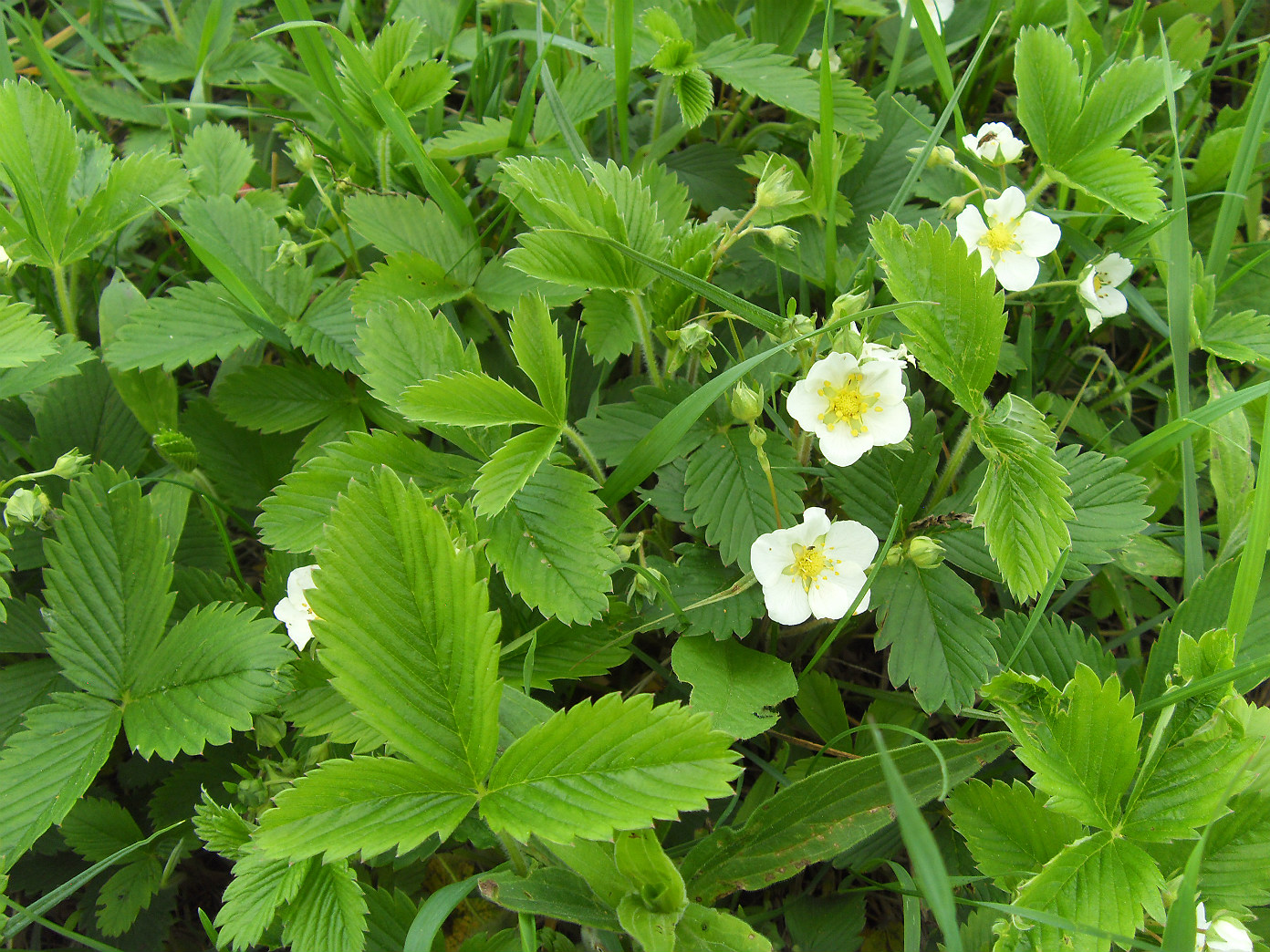 Изображение особи Fragaria viridis.