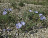 Linum lanuginosum. Цветущее растение. Крым, окр. г. Судак, п-ов Меганом, откос дороги. 27 мая 2016 г.