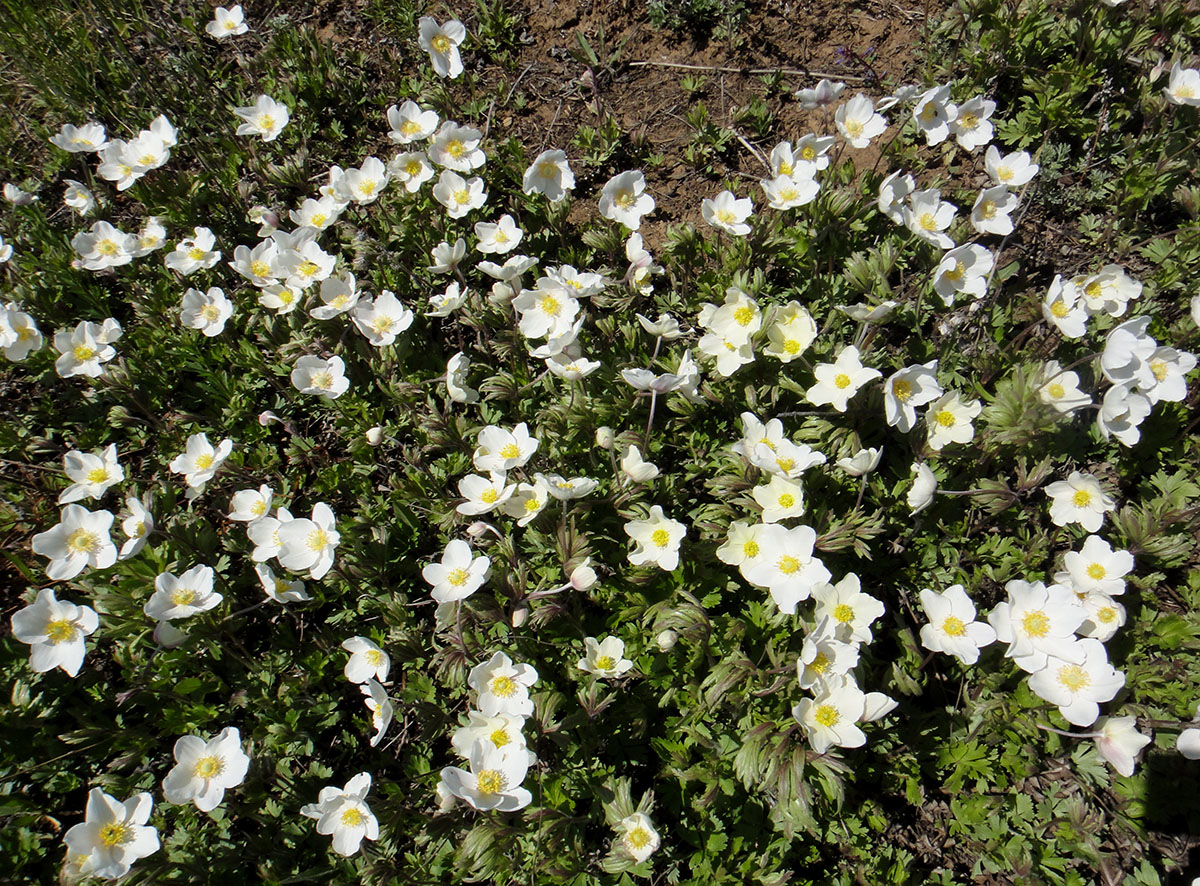 Image of Anemone sylvestris specimen.