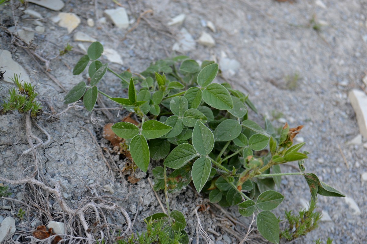 Изображение особи Psoralea bituminosa ssp. pontica.