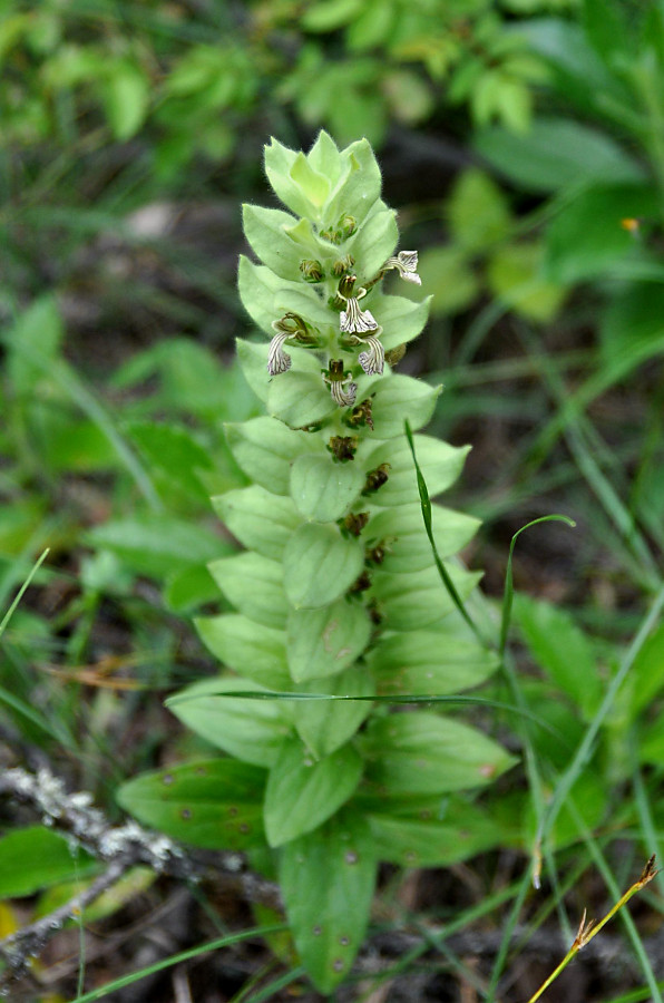 Image of Ajuga laxmannii specimen.