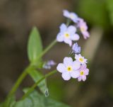 Myosotis amoena