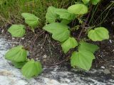 Dioscorea nipponica