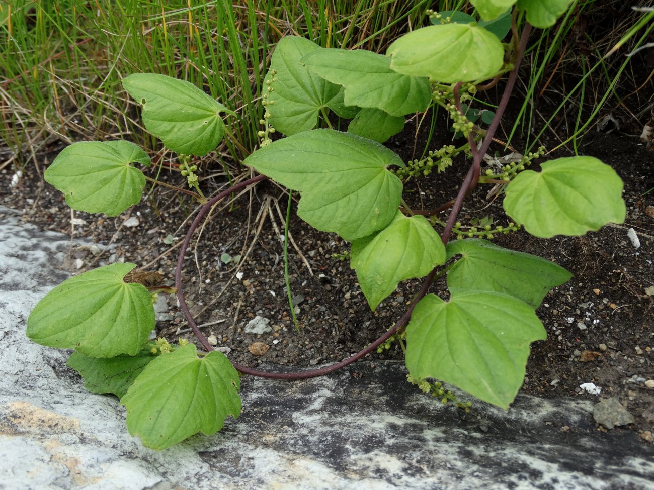 Изображение особи Dioscorea nipponica.