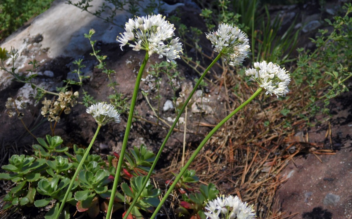 Изображение особи Allium denudatum.