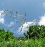 Milium effusum