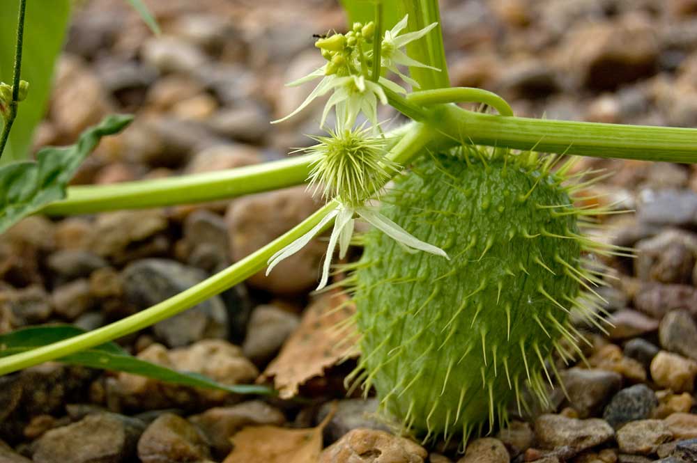 Image of Echinocystis lobata specimen.