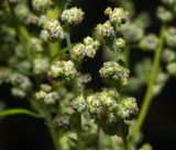 Chenopodium album