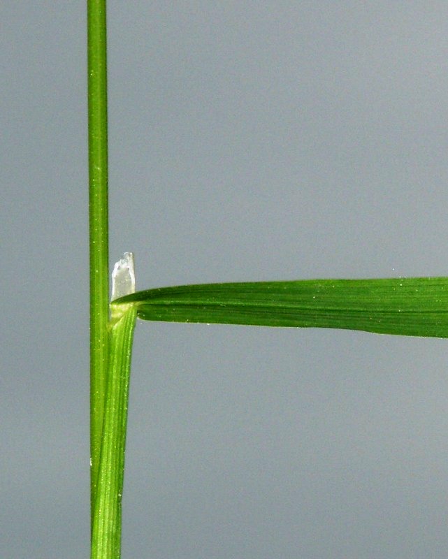 Image of Poa trivialis specimen.